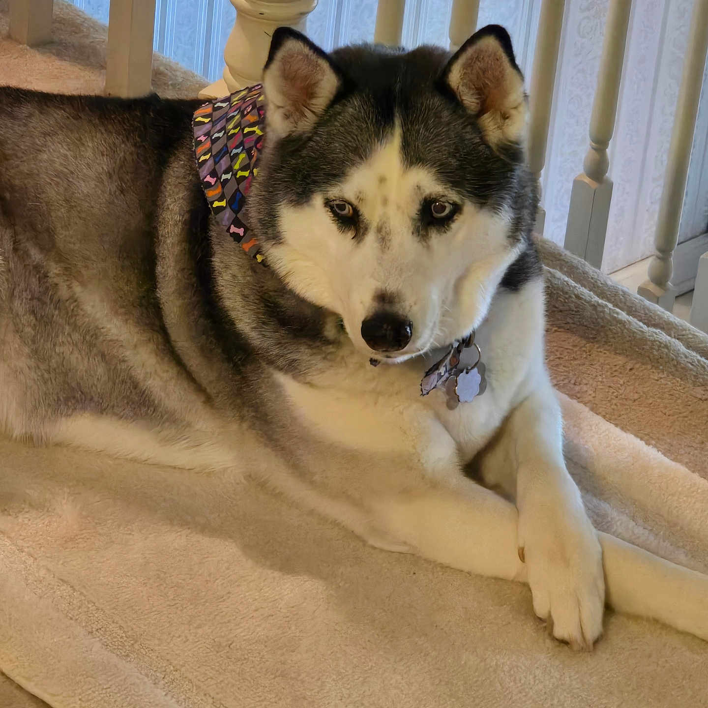 Cortana Wyatt is registered to the contest to win money with this photo: animal, bandana, blanket, canine, collar, cute, dog, domestic, ears, fur, house, husky, indoor, looking, mammal, paw, pet, portrait, resting, tag