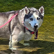 Cortana Wyatt is registered to the contest to win money with this photo: american_flag, animal, bandana, canine, collar, dog, ears, eyes, fur, happy, husky, leash, muzzle, nature, outdoor, pet, reflection, standing, summer, water