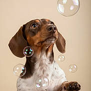 Lily joined the competition — help win amazing prizes! ai_generated, animal, beige_background, brown_dog, brown_fur, bubble, canine, close_up, dog, floppy_ears, pet, playful, portrait, raised_paw, short_hair, sitting, soap_bubbles, studio_lighting, white_chest, white_fur