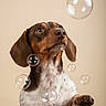 ai_generated, animal, beige_background, brown_dog, brown_fur, bubble, canine, close_up, dog, floppy_ears, pet, playful, portrait, raised_paw, short_hair, sitting, soap_bubbles, studio_lighting, white_chest, white_fur