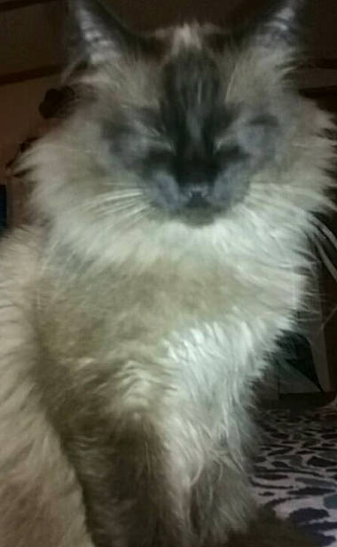 Pip Squeak is registered to the contest to win money with this photo: balinese, birman, cairn_terrier, canidae, carnivore, cat, dog_breed, domestic_long_haired_cat, felidae, fur, himalayan, mammal, ragdoll, small_to_medium_sized_cats, snout, vertebrate, whiskers