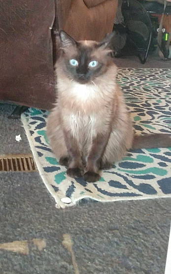 Pip Squeak joined the competition — help win amazing prizes! birman, carnivore, cat, eye, fawn, felidae, floor, flooring, fur, grey, iris, siamese, small_to_medium_sized_cats, snout, tableware, tail, terrestrial_animal, tile_flooring, whiskers