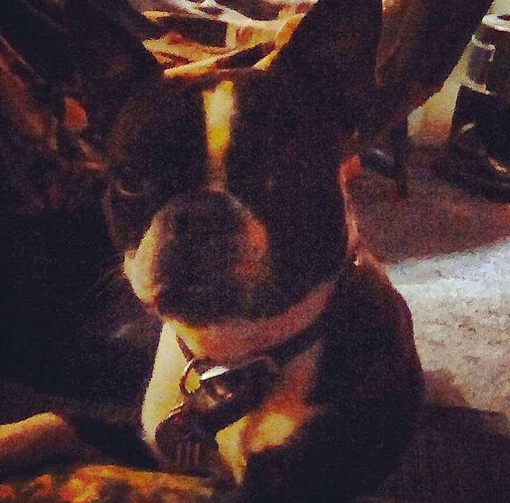 Gunny is registered to the contest to win money with this photo: boston_terrier, canidae, carnivore, dog, dog_breed, ear, fawn, miniature_pinscher, non_sporting_group, nose, puppy, sky, snout, toy_dog