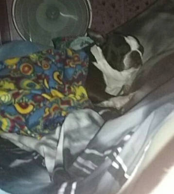 Sully joined the competition — help win amazing prizes! painting, photography, serveware, still_life, tableware