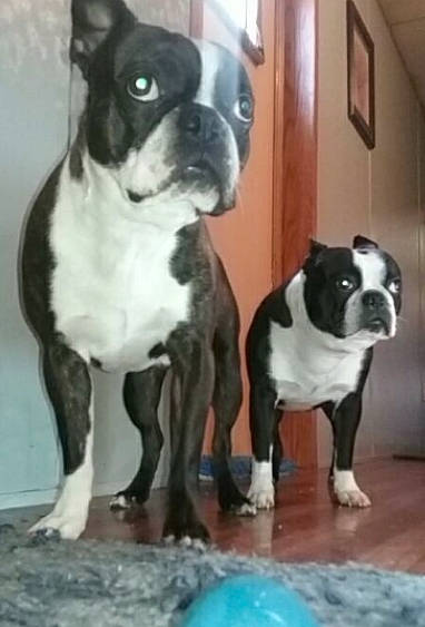 Sully joined the competition — help win amazing prizes! boston_terrier, canidae, carnivore, companion_dog, dog, dog_breed, fawn, french_bulldog, mammal, molosser, non_sporting_group, rare_breed_dog, snout, toy_bulldog, vertebrate