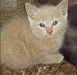 Titters is registered to the contest to win money with this photo: arabian_mau, asian, asian_semi_longhair, british_shorthair, burmilla, carnivore, cat, domestic_short_haired_cat, european_shorthair, eye, fawn, felidae, german_rex, kitten, mammal, ojos_azules, ragdoll, small_to_medium_sized_cats, vertebrate, whiskers