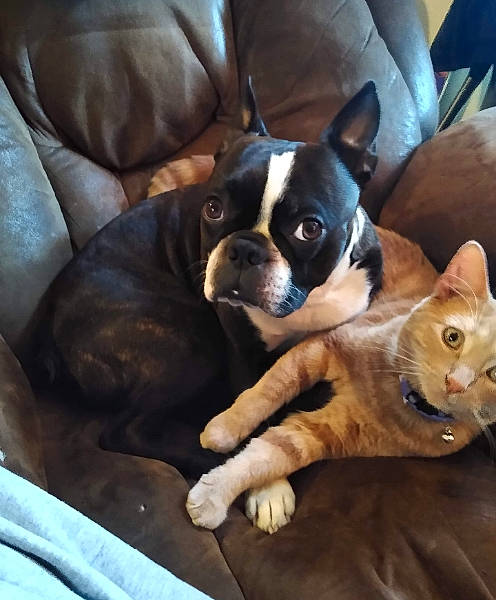 Titters is registered to the contest to win money with this photo: boston_terrier, carnivore, cat, chair, comfort, companion_dog, couch, dog, dog_breed, eye, fawn, furniture, hardwood, snout, sporting_group, toy_dog, vertebrate, whiskers, wood, working_animal