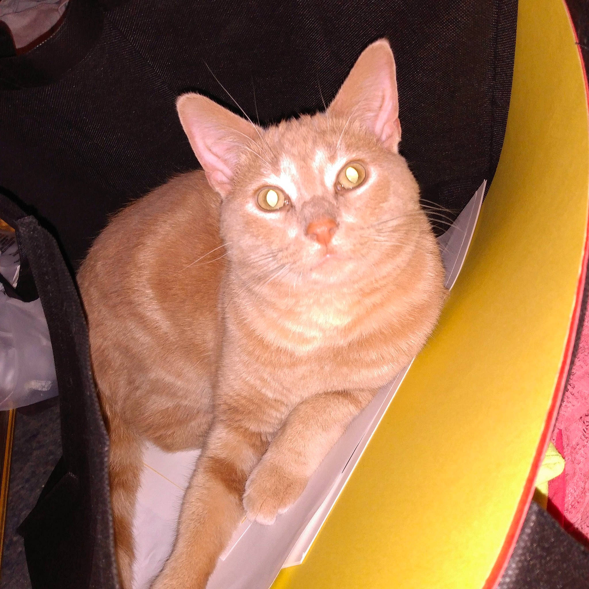 Titters joined the competition — help win amazing prizes! carnivore, cat, circle, domestic_short_haired_cat, ear, fawn, felidae, fur, paw, peach, small_to_medium_sized_cats, snout, tail, whiskers, wood