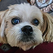 Beamer joined the competition — help win amazing prizes! dog, close_up, pet, animal, cute, fur, face, eyes, nose, ears, indoor, cozy, fluffy, resting, curious, small_dog, portrait, mammal, companion, domestic_animal