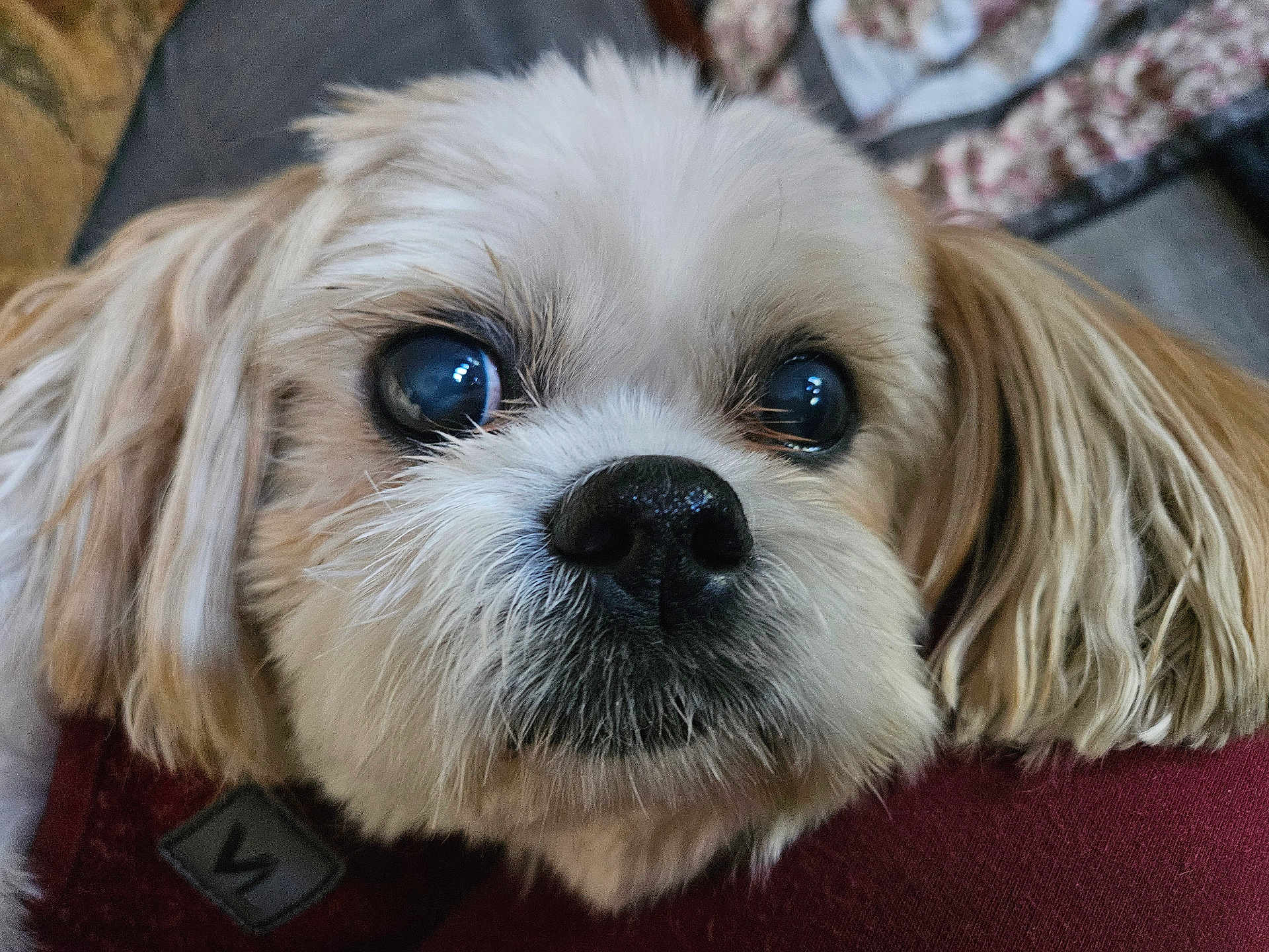 Beamer joined the competition — help win amazing prizes! dog, close_up, pet, animal, cute, fur, face, eyes, nose, ears, indoor, cozy, fluffy, resting, curious, small_dog, portrait, mammal, companion, domestic_animal
