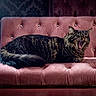 Elizabeth is registered to the contest to win money with this photo: cat, tabby, yawning, feline, pet, fur, whiskers, sofa, velvet, pink, couch, furniture, indoor, relaxed, animal, mammal, home, cozy, patterned_wallpaper, resting