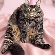 Elizabeth is registered to the contest to win money with this photo: cat, tabby_cat, party_hat, pink_background, fluffy, sitting, wide_eyes, fur, pet, indoor, portrait, cute, animal, whiskers, tail, feline, soft_texture, celebration, adorable, pink