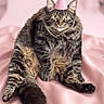 cat, tabby_cat, party_hat, pink_background, fluffy, sitting, wide_eyes, fur, pet, indoor, portrait, cute, animal, whiskers, tail, feline, soft_texture, celebration, adorable, pink