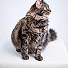 cat, tabby_cat, fluffy, pet, animal, feline, green_eyes, fur, whiskers, sitting, looking, profile, indoor, white_background, clean, soft_lighting, domestic_cat, cute, portrait, closeup