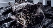 Elizabeth is registered to the contest to win money with this photo: animal, bed, cat, cozy, cute, ears, fabric, feline, fluffy, fur, indoor, marbled, paws, pet, relaxed, resting, silky, sleeping, tabby, whiskers