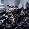 Elizabeth is registered to the contest to win money with this photo: cat, tabby, fluffy, sleeping, relaxed, pet, animal, feline, indoor, bed, fabric, silky, marbled, cute, whiskers, ears, paws, fur, resting, cozy
