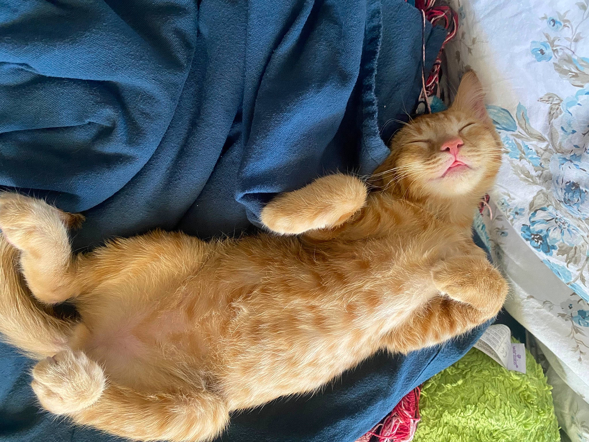 Bink joined the competition — help win amazing prizes! carnivore, cat, claw, comfort, domestic_short_haired_cat, fawn, felidae, foot, fur, grass, lap, nap, paw, sleep, small_to_medium_sized_cats, snout, tail, whiskers