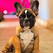 Byscotte a rejoint le concours — aidez-le/la à gagner de superbes lots ! dog, puppy, french_bulldog, sitting, pet, canine, animal, brown_fur, white_chest, ears_up, cute, indoor, tile_floor, portrait, young_dog, adorable, looking_at_camera, short_hair, small_dog, companion