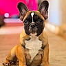dog, puppy, french_bulldog, sitting, pet, canine, animal, brown_fur, white_chest, ears_up, cute, indoor, tile_floor, portrait, young_dog, adorable, looking_at_camera, short_hair, small_dog, companion