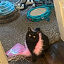 Booboo joined the competition — help win amazing prizes! black_cat, cat, yellow_eyes, pink_feather_boa, cat_toys, carpet, wooden_floor, indoor, pet, animal, playful, clutter, household_items, flooring, furniture, domestic, cute, feline, sitting, curious