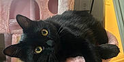 Booboo joined the competition — help win amazing prizes! black_cat, cat, cat_tree, hammock, indoor, carpet, mirror, curious, relaxed, feline, pet, yellow_eyes, soft_toys, scratching_post, cozy, fur, whiskers, playful, close_up, resting