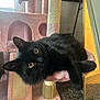 black_cat, cat, cat_tree, hammock, indoor, carpet, mirror, curious, relaxed, feline, pet, yellow_eyes, soft_toys, scratching_post, cozy, fur, whiskers, playful, close_up, resting