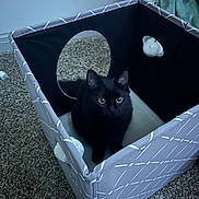 Booboo is registered to the contest to win money with this photo: black_cat, cat, pet, indoor, box, fabric_box, carpet, cushion, blanket, curious, yellow_eyes, feline, animal, cozy, home, soft_toys, looking_up, cute, small_space, domestic