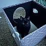 black_cat, cat, pet, indoor, box, fabric_box, carpet, cushion, blanket, curious, yellow_eyes, feline, animal, cozy, home, soft_toys, looking_up, cute, small_space, domestic