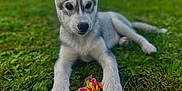 Anoki a rejoint le concours — aidez-le/la à gagner de superbes lots ! puppy, dog, husky, grass, toy, outdoor, pet, animal, playful, ears, young, cute, lying_down, nature, greenery, rope_toy, canine, fur, paw, alert