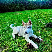 Anoki participe au concours pour gagner de l'argent avec cette photo : puppy, dog, grass, greenery, outdoor, nature, pine_cones, playful, young_dog, pet, canine, hedge, blue_sky, sunlight, animal, mammal, fur, ears, tail, resting