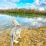 Anoki participe au concours pour gagner de l'argent avec cette photo : dog, husky, puppy, lake, water, rocks, shore, sky, clouds, trees, nature, outdoor, landscape, reflection, animal, pet, green_collar, daytime, calm, peaceful