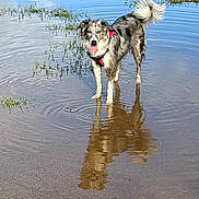 Tess a rejoint le concours — aidez-le/la à gagner de superbes lots ! dog, water, puddle, reflection, outdoor, animal, canine, happy, tongue_out, wet, nature, grass, fur, playful, standing, daylight, pet, muzzle, tail, leash_harness
