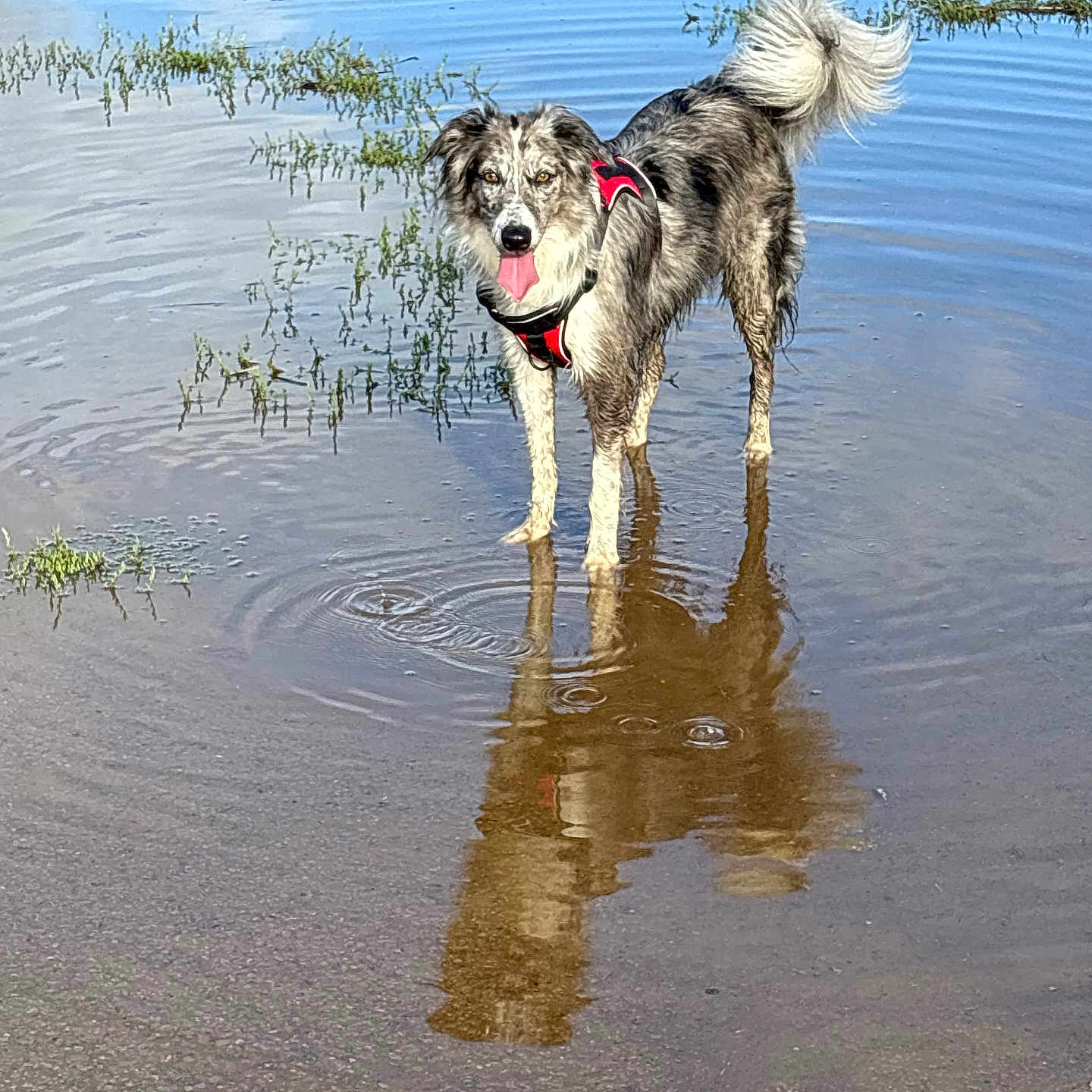 Tess a rejoint le concours — aidez-le/la à gagner de superbes lots ! dog, water, puddle, reflection, outdoor, animal, canine, happy, tongue_out, wet, nature, grass, fur, playful, standing, daylight, pet, muzzle, tail, leash_harness