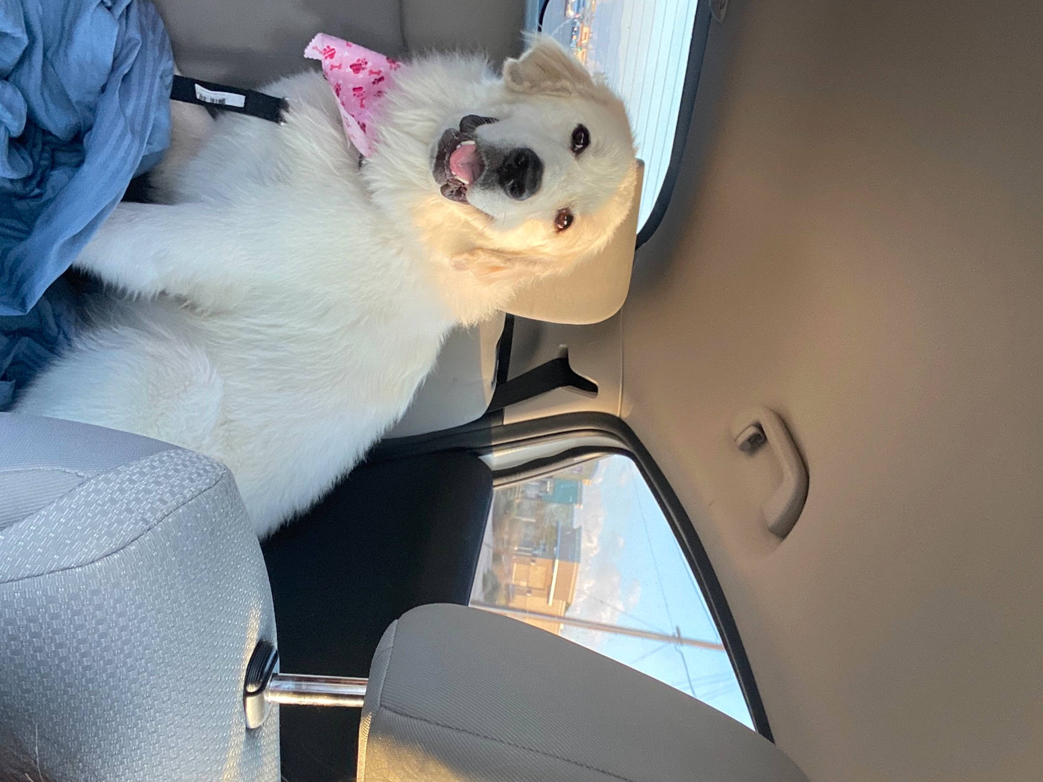 Jewels is registered to the contest to win money with this photo: canidae, car_seat, car_seat_cover, carnivore, companion_dog, dog, dog_breed, fur, non_sporting_group, puppy, puppy_love, snout, stuffed_toy, toy, toy_dog, working_animal, working_dog