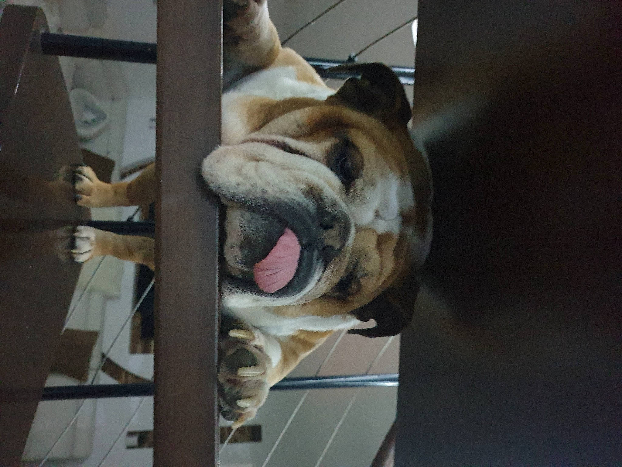 Lucette a rejoint le concours — aidez-le/la à gagner de superbes lots ! bengal_tiger, cage, canidae, carnivore, companion_dog, dog, dog_breed, fawn, felidae, fur, metal, roar, shar_pei, siberian_tiger, sporting_group, tiger, whiskers, wood, working_animal, wrinkle