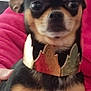 dog, small_dog, black_and_tan, crown, golden_crown, pet, indoor, pink_blanket, canine, cute, portrait, animal, furry, sitting, closeup, household, companion, domestic_animal, face, fur
