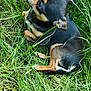 dog, puppy, grass, outdoor, pet, animal, black, tan, small, curled_up, nature, fur, canine, cute, looking_up, greenery, relaxed, young, playful, companion