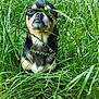 dog, grass, outdoor, nature, greenery, animal, pet, small_dog, chihuahua, fur, face, snout, ears, eyes, expression, flora, plant, closeup, portrait, wild