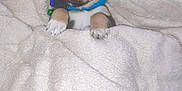Pépito participe au concours pour gagner de l'argent avec cette photo : animal, blanket, blue_collar, comfort, cozy, cute, cute_pet, dog, ears, fur, indoor, paws, pet, puppy, resting, sleepy, small_dog, snug, soft, young