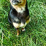 dog, chihuahua, small_dog, black_and_tan, grass, outdoor, nature, pet, animal, cute, fur, canine, sitting, green, leafy, eyes, ears, snout, paws, portrait