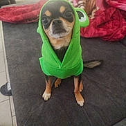 Pépito a rejoint le concours — aidez-le/la à gagner de superbes lots ! dog, chihuahua, pet, costume, hoodie, green_costume, frog_hood, sitting, couch, blanket, indoor, paws, face, eyes, expression, small_dog, fur, tail, looking_at_camera, portrait