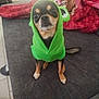 dog, chihuahua, pet, costume, hoodie, green_costume, frog_hood, sitting, couch, blanket, indoor, paws, face, eyes, expression, small_dog, fur, tail, looking_at_camera, portrait