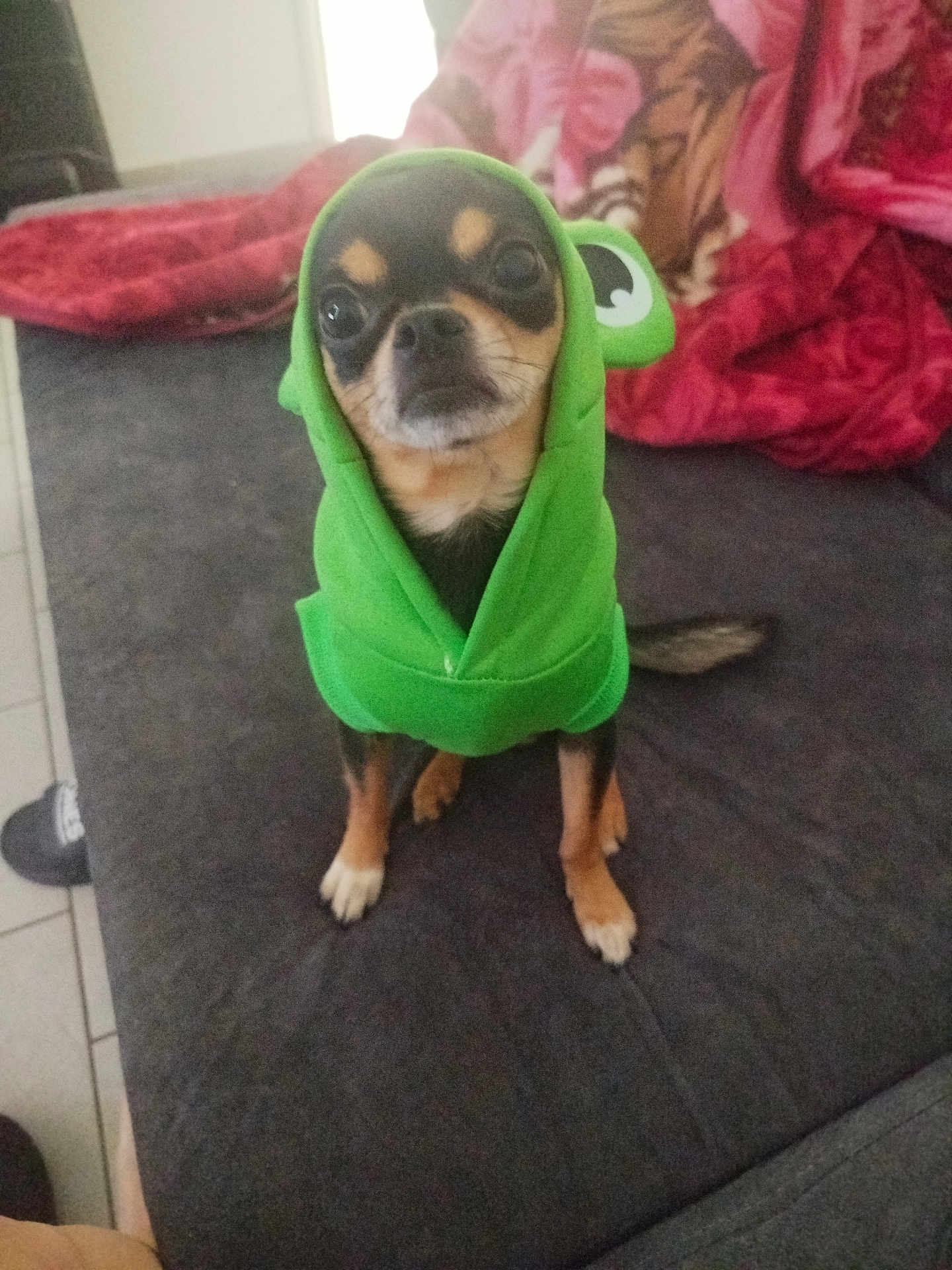 Pépito a rejoint le concours — aidez-le/la à gagner de superbes lots ! dog, chihuahua, pet, costume, hoodie, green_costume, frog_hood, sitting, couch, blanket, indoor, paws, face, eyes, expression, small_dog, fur, tail, looking_at_camera, portrait