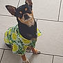 dog, small_dog, chihuahua, pet, animal, clothing, shirt, lemon_pattern, floor, tile_floor, curious, sitting, indoor, cute, looking_up, ears_up, black_and_tan, fur, paw, companion