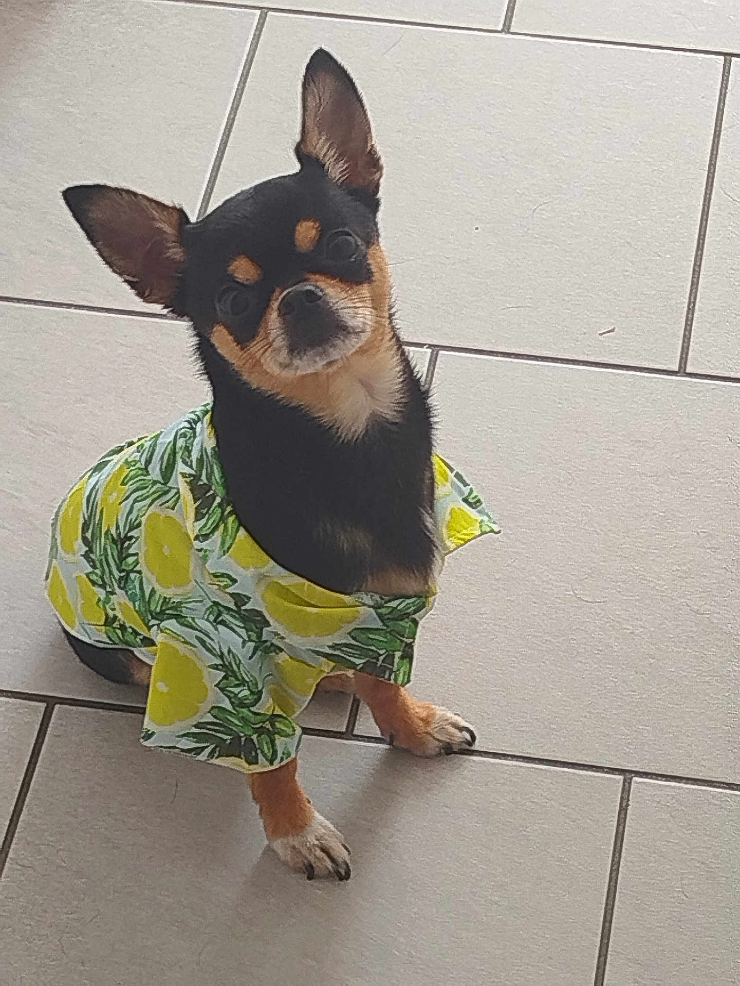 Pépito participe au concours pour gagner de l'argent avec cette photo : dog, small_dog, chihuahua, pet, animal, clothing, shirt, lemon_pattern, floor, tile_floor, curious, sitting, indoor, cute, looking_up, ears_up, black_and_tan, fur, paw, companion