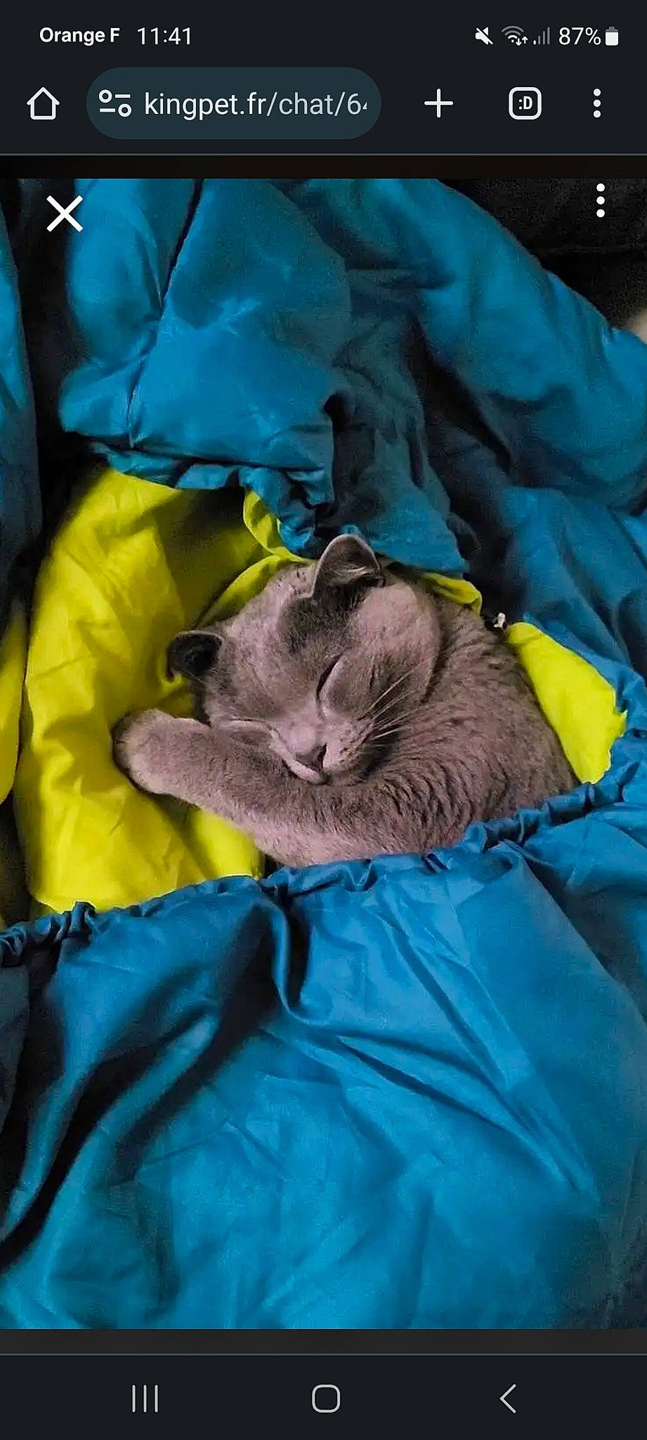 Princesse participe au concours pour gagner de l'argent avec cette photo : bag, carnivore, cat, claw, comfort, domestic_short_haired_cat, electric_blue, felidae, fur, grey, linens, nap, russian_blue, sleeve, small_to_medium_sized_cats, t_shirt, whiskers