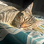 animal, bed, blanket, cat, closeup, cozy, cute, fur, indoor, nap, peaceful, pet, relaxation, resting, sleeping, soft, striped, sunlight, tabby, whiskers