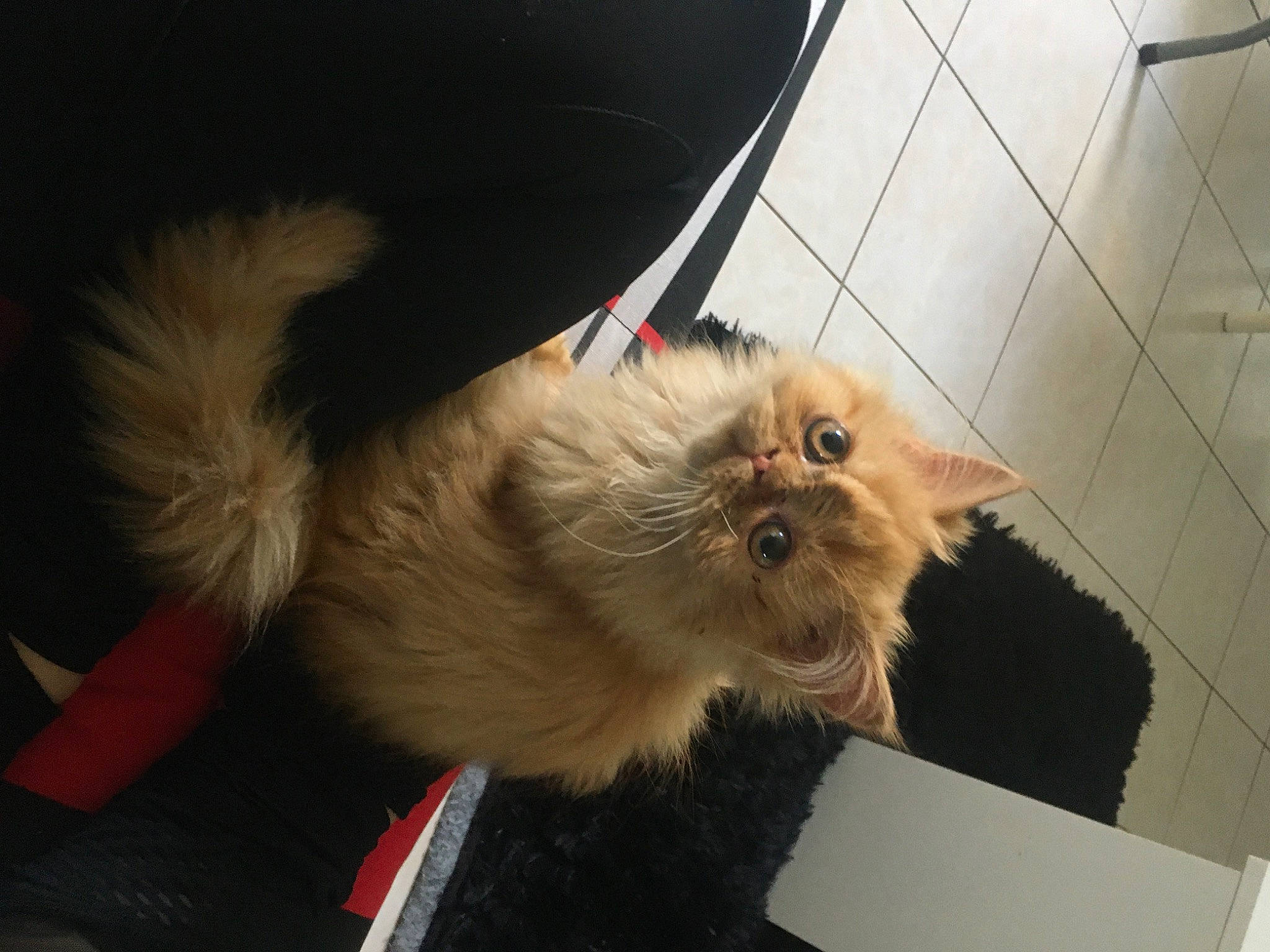 Garfield a rejoint le concours — aidez-le/la à gagner de superbes lots ! canidae, carnivore, companion_dog, dog, dog_breed, dog_supply, fawn, felidae, fur, german_spitz, paw, small_terrier, small_to_medium_sized_cats, snout, spitz, sporting_group, tail, toy_dog, whiskers, working_animal