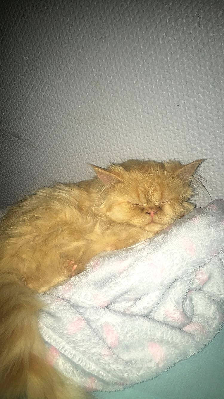 Garfield participe au concours pour gagner de l'argent avec cette photo : brown, carnivore, cat, cat_supply, claw, comfort, domestic_short_haired_cat, fawn, felidae, fur, nap, paw, sleep, small_to_medium_sized_cats, snout, tail, whiskers, wood