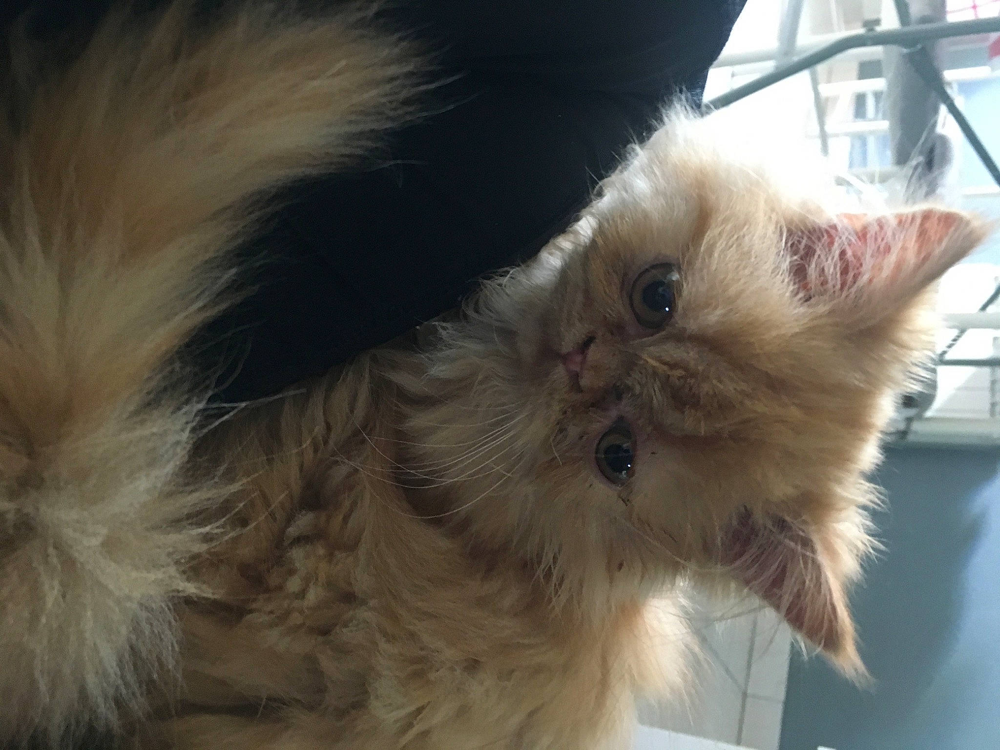 Garfield participe au concours pour gagner de l'argent avec cette photo : box, british_longhair, carnivore, cat, claw, close_up, fawn, felidae, fur, paw, persian, small_to_medium_sized_cats, snout, tail, terrestrial_animal, whiskers, working_animal